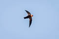 Chestnut-collared Swift Streptoprocne rutila brunnitorques