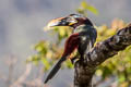 Chestnut-eared Aracari Pteroglossus castanotis castanotis