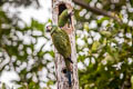 Chestnut-fronted Macaw Ara severus