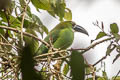 Chestnut-tipped Toucanet Aulacorhynchus derbianus