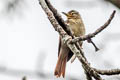 Chestnut-winged Foliage-gleaner Dendroma erythroptera erythroptera