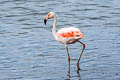 Chilean Flamingo Phoenicopterus chilensis