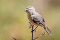 Cinereous Conebill Conirostrum cinereum littorale