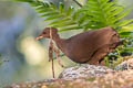 Cinereous Tinamou Crypturellus cinereus