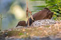 Cinereous Tinamou Crypturellus cinereus