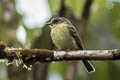 Cinnamon-faced Tyrannulet Phylloscartes parkeri