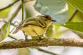 Cinnamon-faced Tyrannulet Phylloscartes parkeri