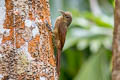 Cinnamon-throated Woodcreeper Dendrexetastes rufigula devillei 