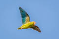 Cobalt-winged Parakeet Brotogeris cyanoptera cyanoptera