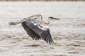 Cocoi Hero Ardea cocoi (White-necked Heron)