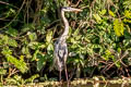 Cocoi Hero Ardea cocoi (White-necked Heron)