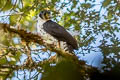 Collared Forest Falcon Micrastur semitorquatus semitorquatus