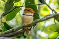 Collared Puffbird Bucco capensis