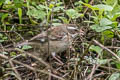 Collared Warbling Finch Poospiza hispaniolensis