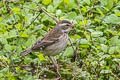 Collared Warbling Finch Poospiza hispaniolensis