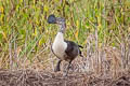 Comb Duck Sarkidiornis sylvicola