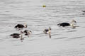 Comb Duck Sarkidiornis sylvicola