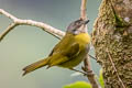 Common Chlorospingus Chlorospingus flavopectus cinereocephalus