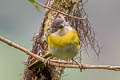 Common Chlorospingus Chlorospingus flavopectus cinereocephalus