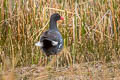 Common Gallinule Gallinula galeata garmani