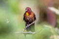 Coppery Metaltail Metallura theresiae theresiae