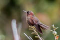 Coppery Metaltail Metallura theresiae theresiae