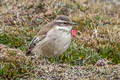 Cream-winged Cincodes Cinclodes albiventris albiventris