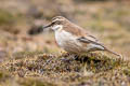 Cream-winged Cincodes Cinclodes albiventris albiventris