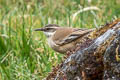 Cream-winged Cincodes Cinclodes albiventris albiventris