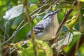 Creamy-bellied Antwren Herpsilochmus motacilloides