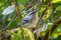 Creamy-bellied Antwren Herpsilochmus motacilloides