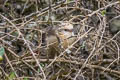 Creamy-crested Spinetail Cranioleuca albicapilla albigula