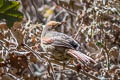 Creamy-crested Spinetail Cranioleuca albicapilla albigula