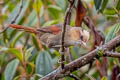 Creamy-crested Spinetail Cranioleuca albicapilla albicapilla 