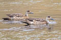 Crested Duck Lophonetta specularioides alticola