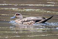 Crested Duck Lophonetta specularioides alticola