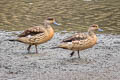 Crested Duck Lophonetta specularioides alticola