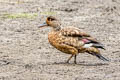 Crested Duck Lophonetta specularioides alticola