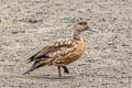 Crested Duck Lophonetta specularioides alticola