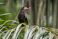 Crested Oropendola Psarocolius decumanus maculosus