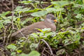 Croaking Ground Dove Columbina cruziana