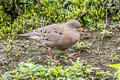 Croaking Ground Dove Columbina cruziana