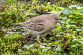 Croaking Ground Dove Columbina cruziana