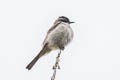 Crowned Slaty Flycatcher Griseotyrannus aurantioatrocristatus aurantioatrocristatus