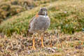 Diademed Sandpiper-Plover Phegornis mitchellii