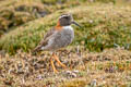 Diademed Sandpiper-Plover Phegornis mitchellii