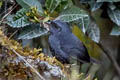 Diademed Tapaculo Scytalopus schulenbergi