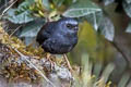 Diademed Tapaculo Scytalopus schulenbergi