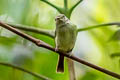 Double-banded Pygmy Tyrant Lophotriccus vitiosus vitiosus