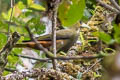 Dusky-green Oropendola Psarocolius atrovirens